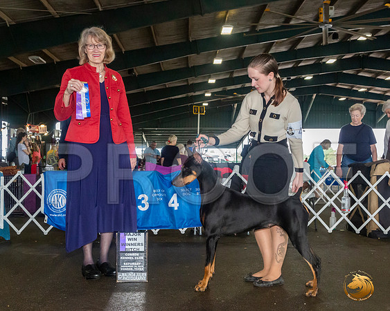 Doberman Pinscher #40 Sat Judge Nancy Simmons__JJ_8055_Conroe2019-HR3