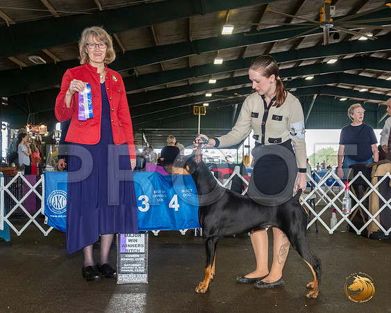 Doberman Pinscher #40 Sat Judge Nancy Simmons__JJ_8056_Conroe2019-HR3