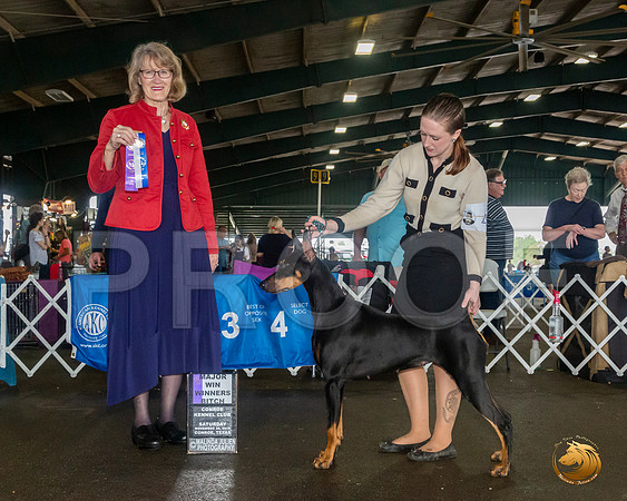 Doberman Pinscher #40 Sat Judge Nancy Simmons__JJ_8057_Conroe2019-HR3