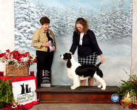 English Springer Spaniel #8 Sat BOW BOS NCh Judge ANN F YUHASZ