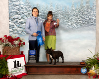 French Bulldog #26 Sat G1 Judge Juan Miranda