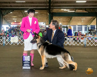 German Shepherd Dog #16 Sat WB Judge Barbara Alderman