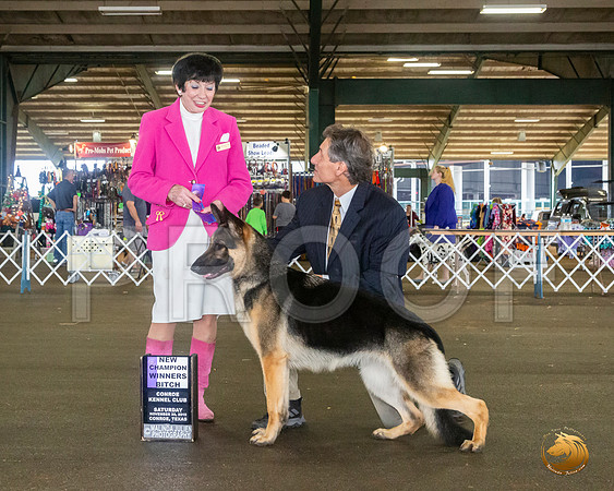 German Shepherd Dog #16 Sat WB Judge Barbara Alderman__JJ_8127_Conroe2019-HR3