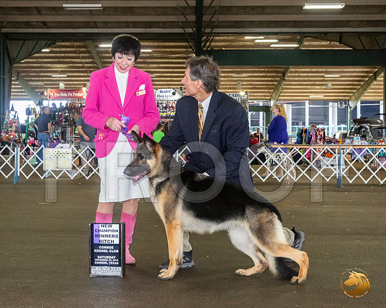 German Shepherd Dog #16 Sat WB Judge Barbara Alderman__JJ_8128_Conroe2019-HR3