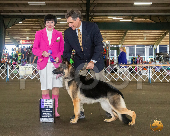 German Shepherd Dog #16 Sat WB Judge Barbara Alderman__JJ_8129_Conroe2019-HR3