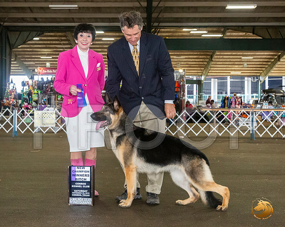 German Shepherd Dog #16 Sat WB Judge Barbara Alderman__JJ_8131_Conroe2019-HR3