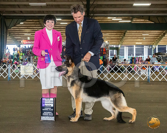 German Shepherd Dog #16 Sat WB Judge Barbara Alderman__JJ_8132_Conroe2019-HR3