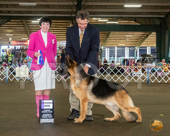 German Shepherd Dog #19 Sat WD Judge Barbara Alderman__JJ_8124_Conroe2019-HR3