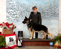 German Shepherd Dog #9 Fri Judge Joao Machado