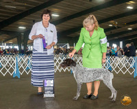 German Shorthaired Pointer #15 Sat WB Maj Judge Danelle Brown
