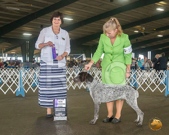 German Shorthaired Pointer #15 Sat WB Maj Judge Danelle Brown__JJ_7987_Conroe2019-HR3