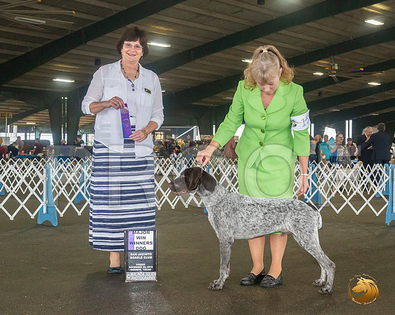 German Shorthaired Pointer #15 Sat WB Maj Judge Danelle Brown__JJ_7988_Conroe2019-HR3