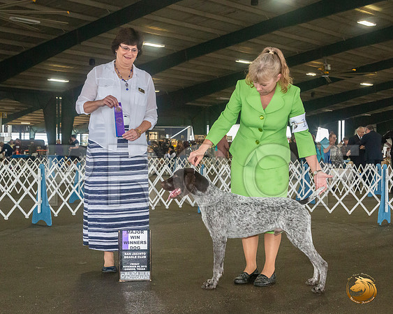 German Shorthaired Pointer #15 Sat WB Maj Judge Danelle Brown__JJ_7989_Conroe2019-HR3