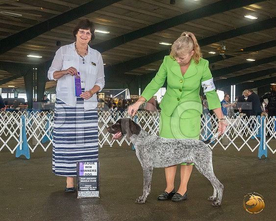 German Shorthaired Pointer #15 Sat WB Maj Judge Danelle Brown__JJ_7990_Conroe2019-HR3