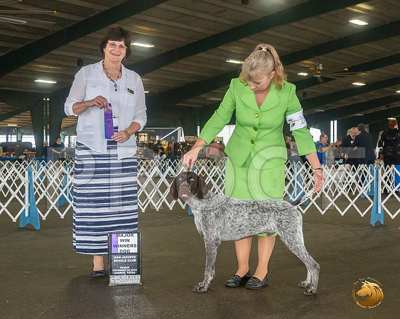 German Shorthaired Pointer #15 Sat WB Maj Judge Danelle Brown__JJ_7991_Conroe2019-HR3