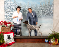 German Shorthaired Pointer #24 Sat BOW Judge Danelle Brown