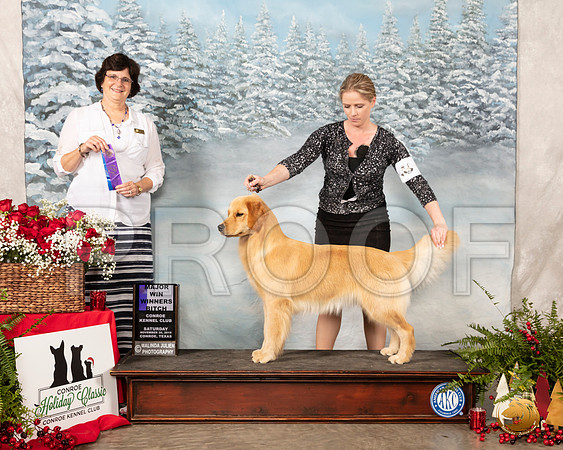 Golden Retriever #12 Sat WB Maj Judge Danell Brown__SR_4908_Conroe2019-HR3