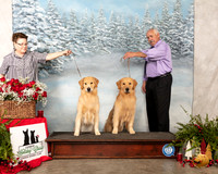 Golden Retriever #36 #23 Sat
