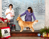 Golden Retriever #6 Sat BOS Judge Danelle Brown