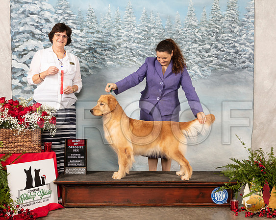 Golden Retriever #6 Sat BOS Judge Danelle Brown__SR_4871_Conroe2019-HR3