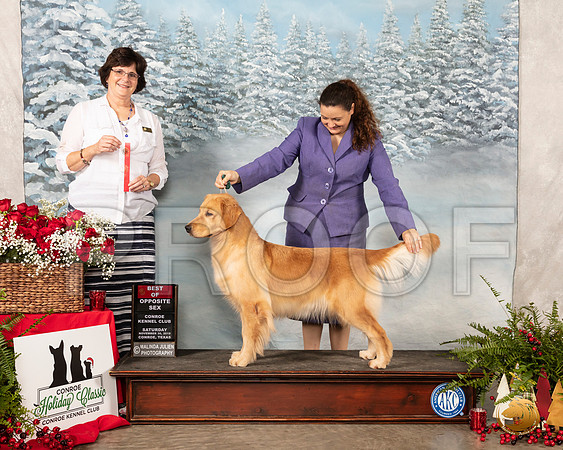 Golden Retriever #6 Sat BOS Judge Danelle Brown__SR_4872_Conroe2019-HR3