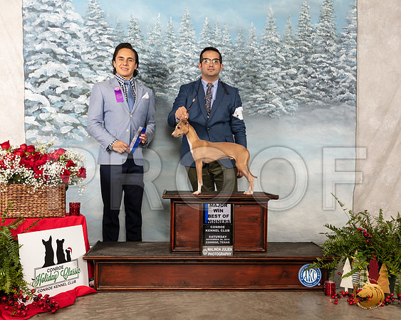 Italian Greyhound #7 Sat BOW Maj Judge Juan Miranda__SR_4720-Edit_Conroe2019-HR3