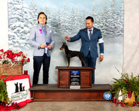 Manchester Terrier #29 Sat BOW Judge Juan Miranda