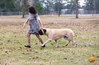 Mastiff #10 Fri