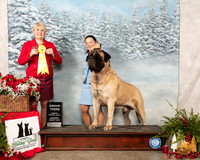 Mastiff #9 Sat G3 Judge Debra Thornton