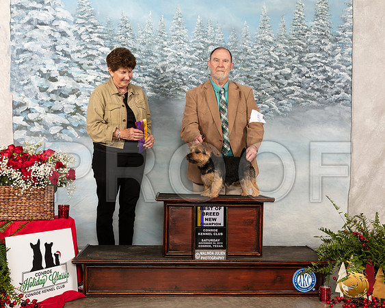 Norwich Terrier #5 Sat BOB Judge ANN F YUHASZ__SR_4691-Edit_Conroe2019-HR3