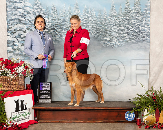 Nova Sc#5 otia Duck Tolling Retriever #5 Sat Maj Judge Juan Miranda__SR_4931_Conroe2019-HR3