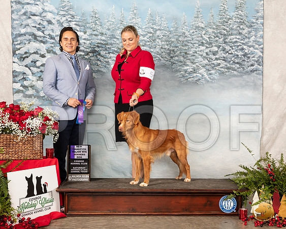 Nova Sc#5 otia Duck Tolling Retriever #5 Sat Maj Judge Juan Miranda__SR_4933_Conroe2019-HR3