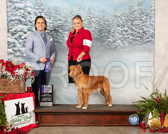 Nova Sc#5 otia Duck Tolling Retriever #5 Sat Maj Judge Juan Miranda__SR_4934_Conroe2019-HR3
