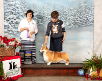 Pembroke Welsh Corgi #17 Sat BOB Judge Danelle Brown