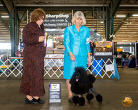 Poodle Mini #17 Sat BOV Judge Elizabeth Muthard