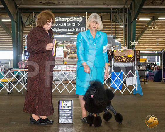 Poodle Mini #17 Sat BOV Judge Elizabeth Muthard__JJ_8111_Conroe2019-HR3