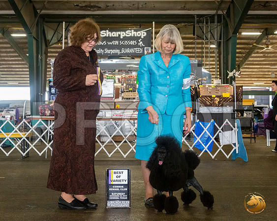 Poodle Mini #17 Sat BOV Judge Elizabeth Muthard__JJ_8112_Conroe2019-HR3