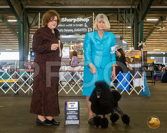 Poodle Mini #17 Sat BOV Judge Elizabeth Muthard__JJ_8113_Conroe2019-HR3