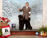 Poodle Std #15 Sat NCh