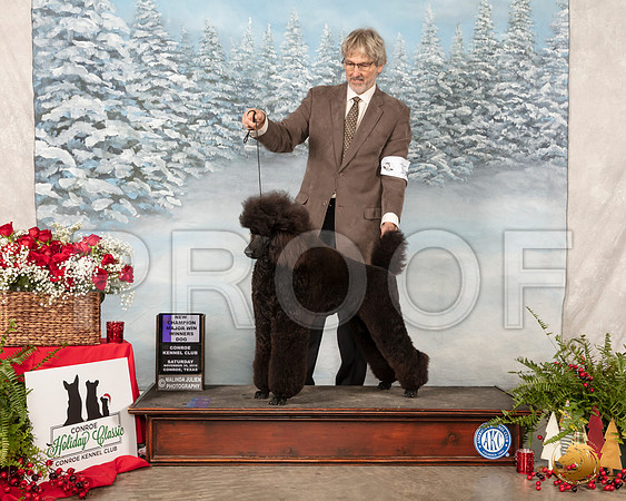 Poodle Std #15 Sat NCh__SR_4824_Conroe2019-HR3