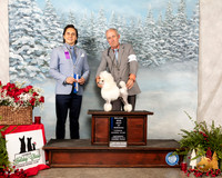 Poodle Toy #23 Sat BOW Maj Judge Juan Miranda