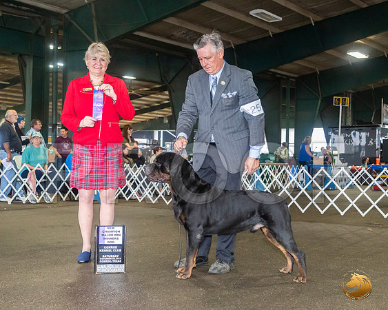 Rottweiler #25 Sat Maj NCh Judge Debra Thornton__JJ_7981_Conroe2019-HR3
