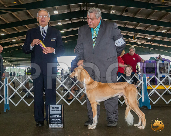 Saluki #5 Sat NGrCh Judge LOU M GUERRERO__JJ_8079_Conroe2019-HR3