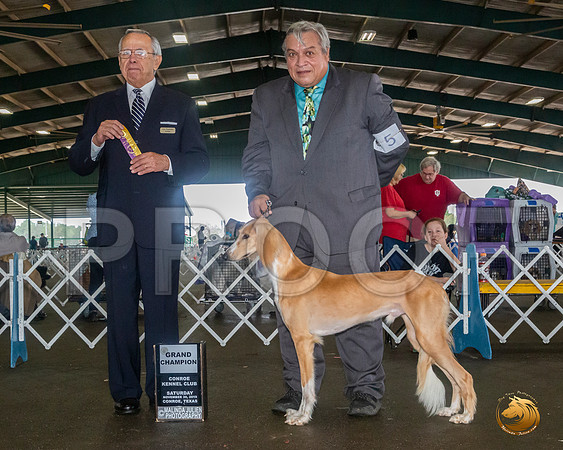 Saluki #5 Sat NGrCh Judge LOU M GUERRERO__JJ_8083_Conroe2019-HR3