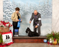 Scottish Terrier #10 Sat G1 Judge ANN F YUHASZ