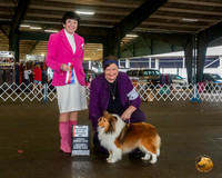 Shetland Sheepdog #16 Sat BOS Maj NCh Judge Barbara Alderman