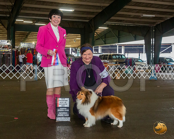 Shetland Sheepdog #16 Sat BOS Maj NCh Judge Barbara Alderman__JJ_8038_Conroe2019-HR3