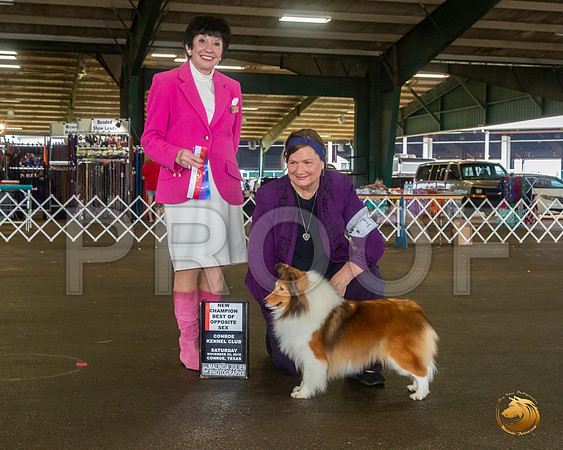 Shetland Sheepdog #16 Sat BOS Maj NCh Judge Barbara Alderman__JJ_8040_Conroe2019-HR3