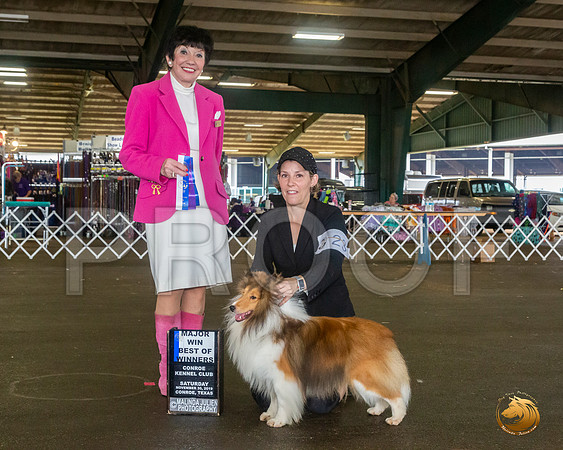 Shetland Sheepdog #23 Sat BOW Maj Judge Barbara Alderman__JJ_8033_Conroe2019-HR3