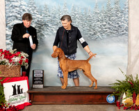 Vizsla #5 Sat SD NGr Judge Charles Olvis